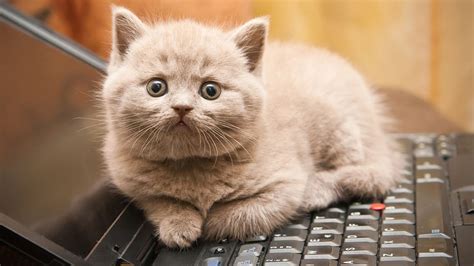 windows ログ 確認: なぜ猫はキーボードの上で寝るのか？